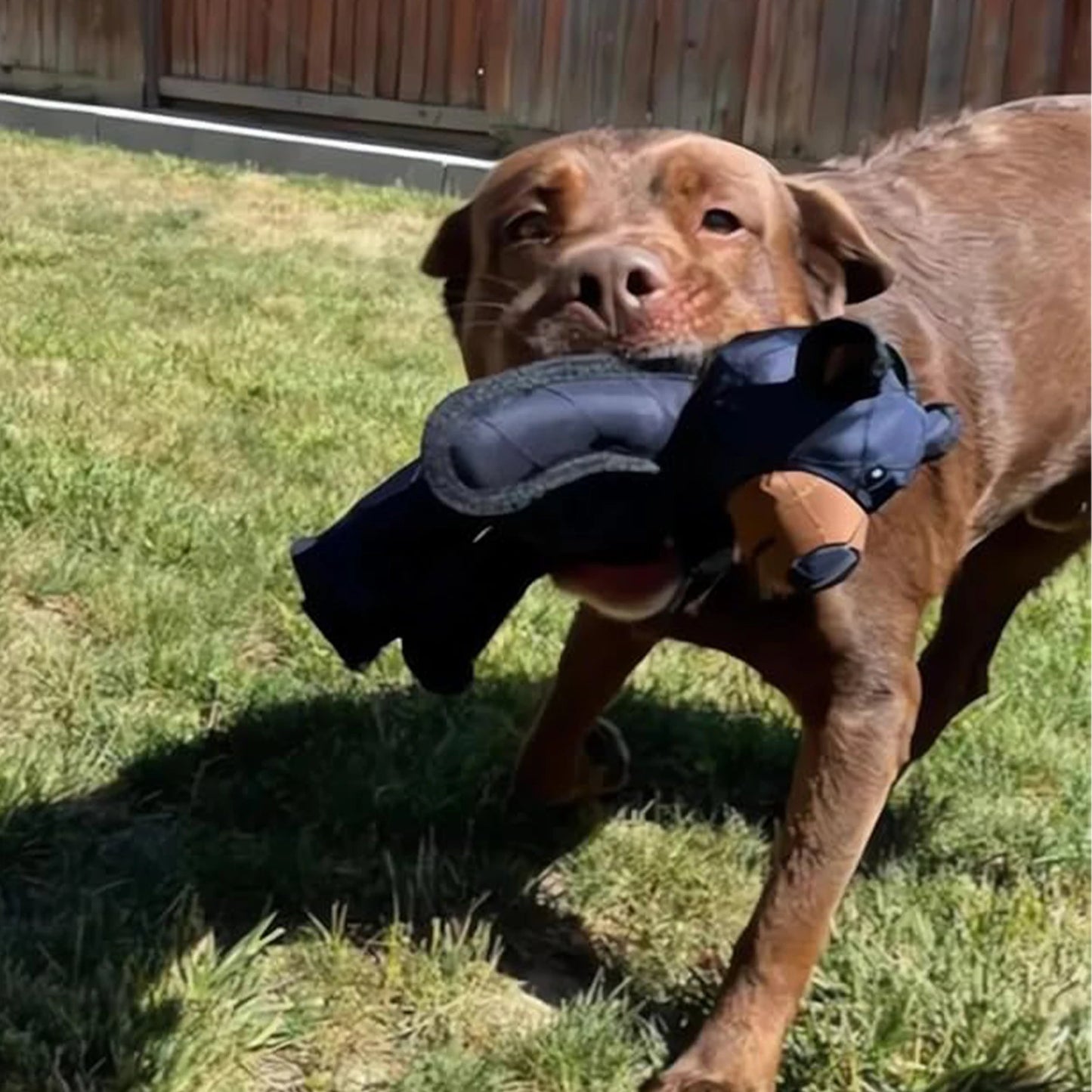 Bear chew Squeaky Dog Toys